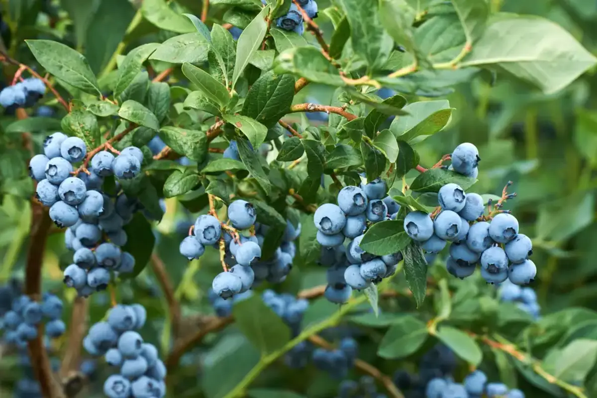 blueberries in the plant