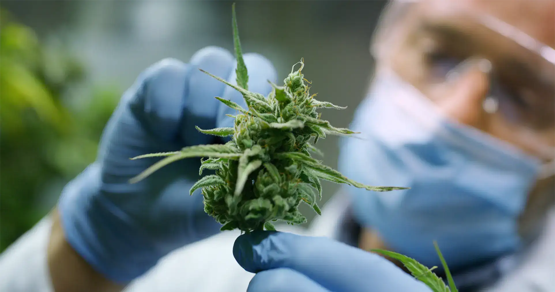 Scientist examining a cannabis bud