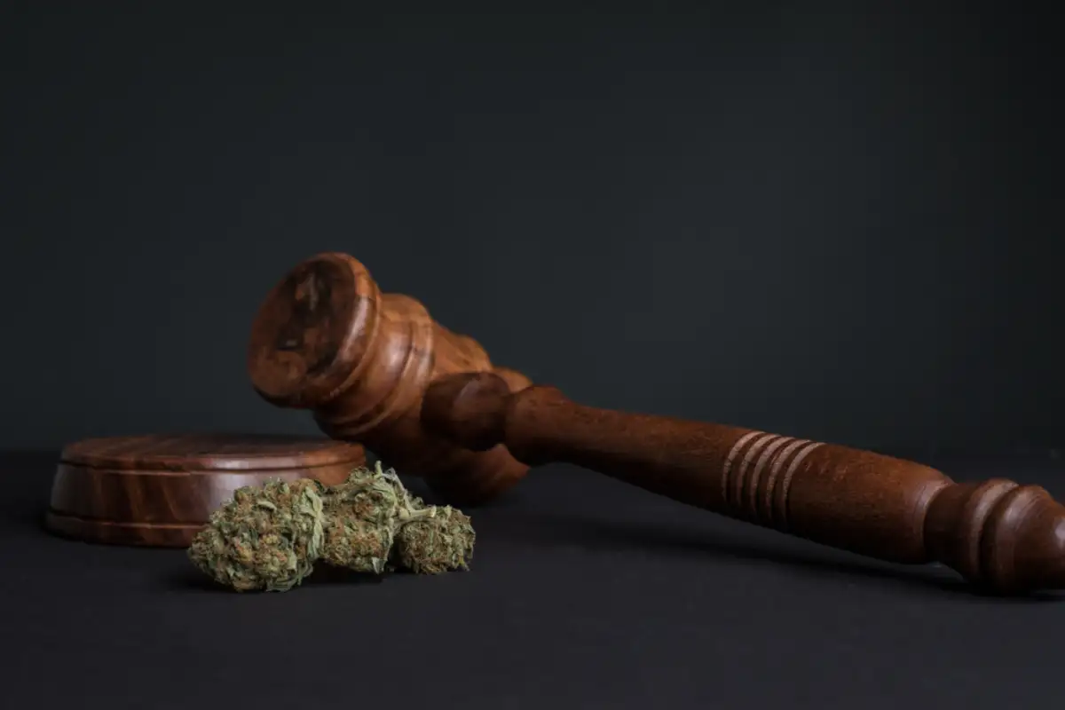 Close up cannabis and a gavel grey background