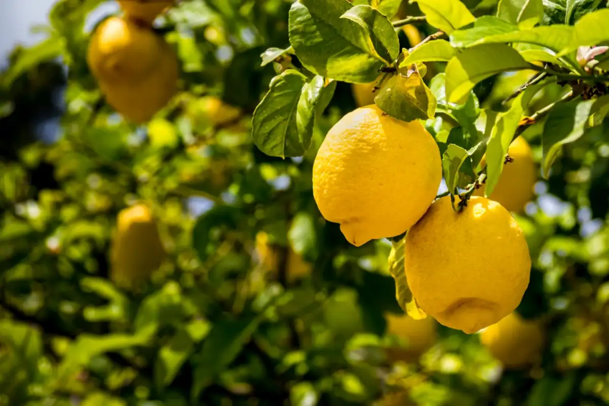 Closeup of lemons hang on a lemon tree branch