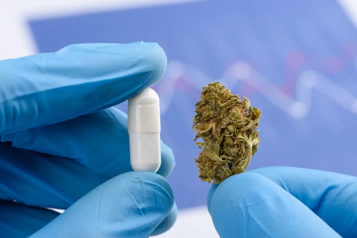 Scientist hold and compare CBD cannabis flower bud and white transparent pill in other hand