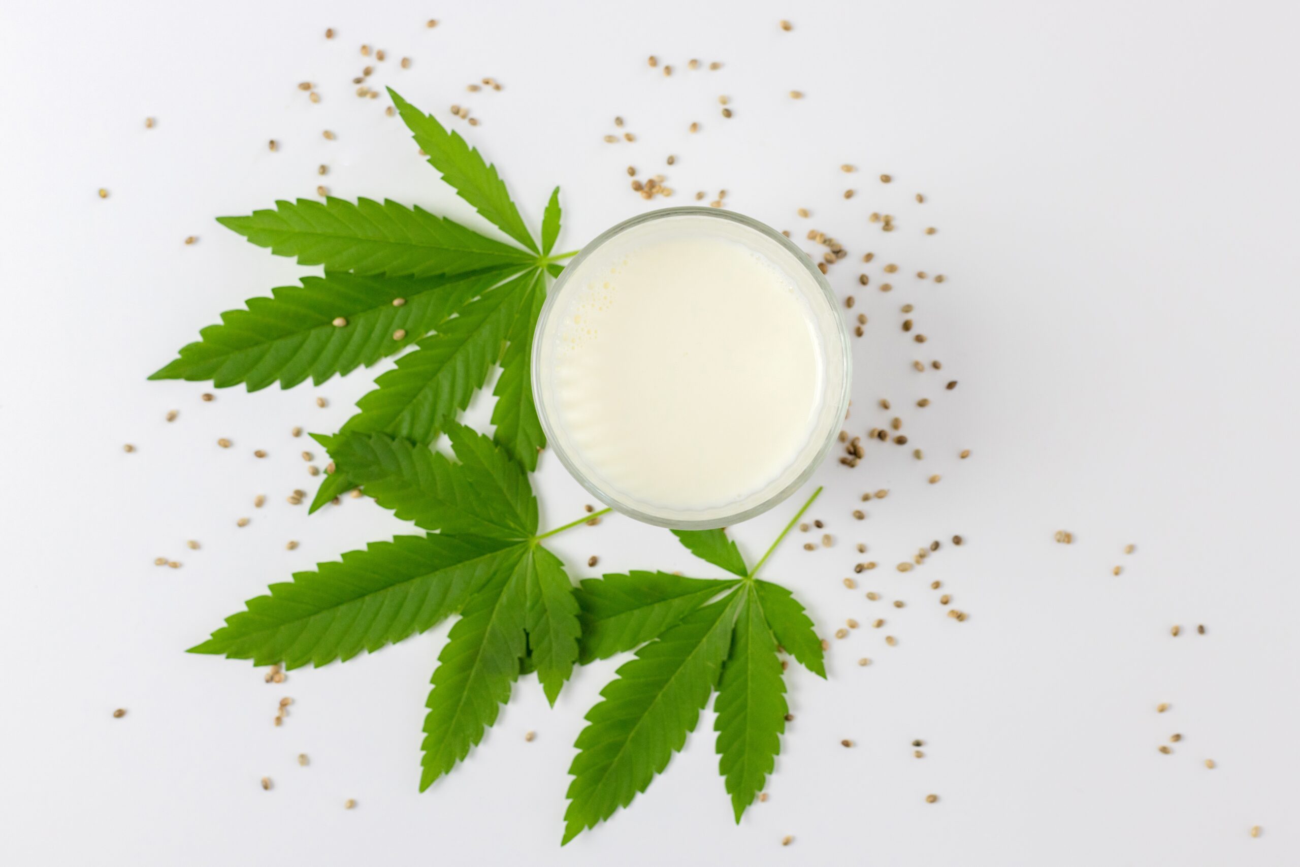 A glass of hemp plant milk from seeds on a background of green cannabis leaves. Homemade milk from plants. Place for text