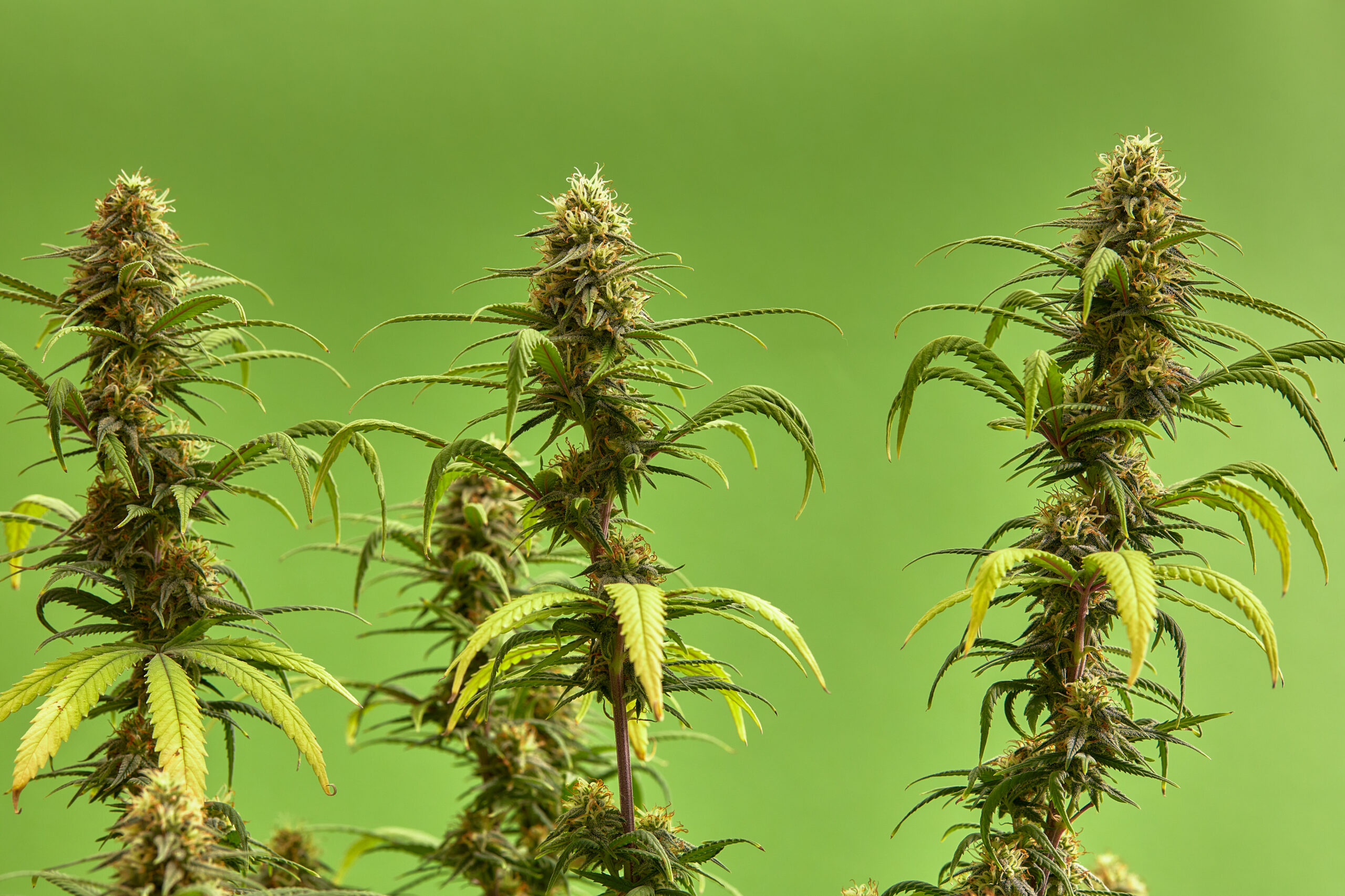 Close up of a marijuana buds flower isolated on a light green background. Cannabis can help manage chronic pain, nausea, and vomiting resulting from chemotherapy treatment. Medical and business concept