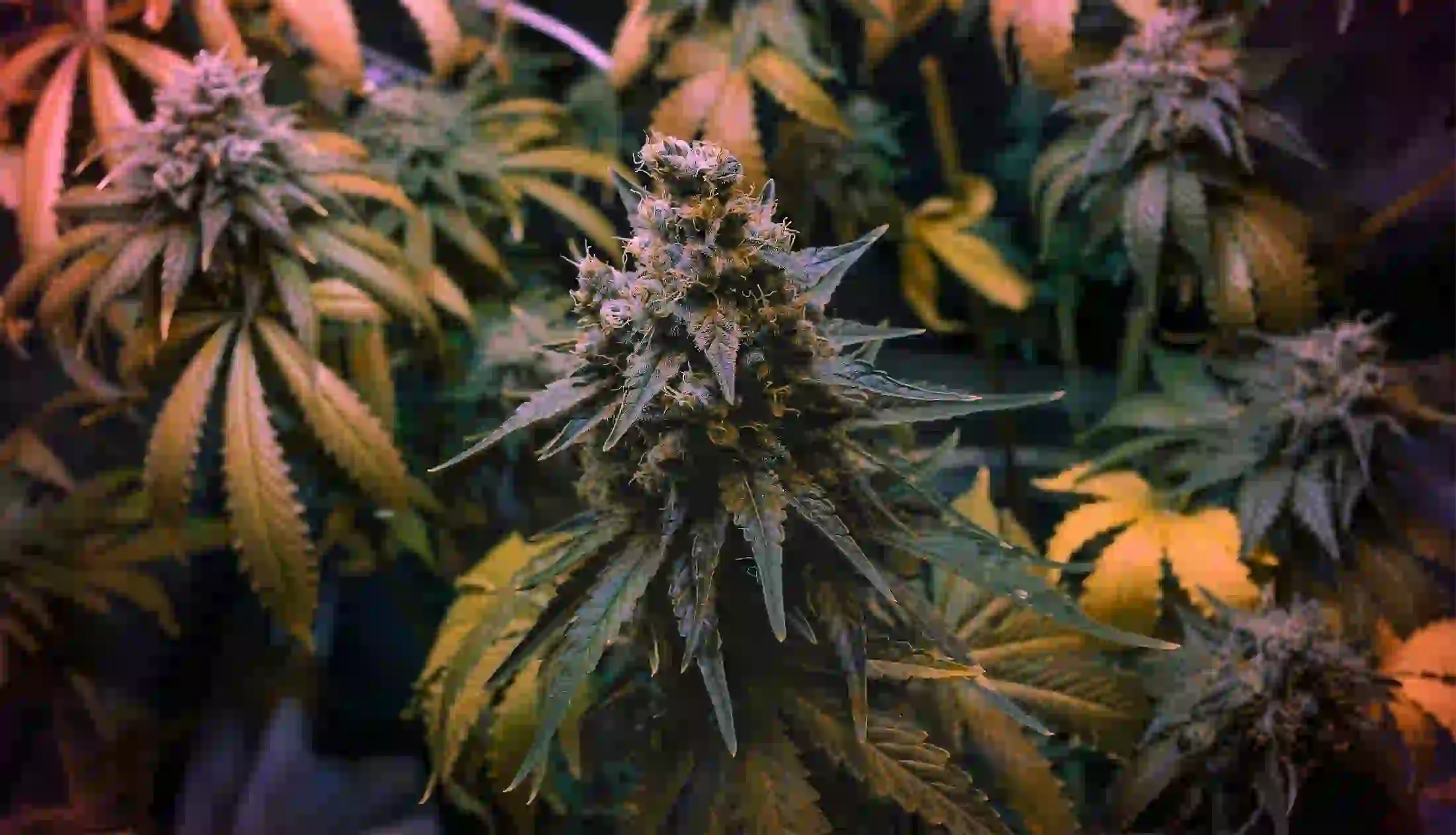 Zookies Yellow Cannabis Flower