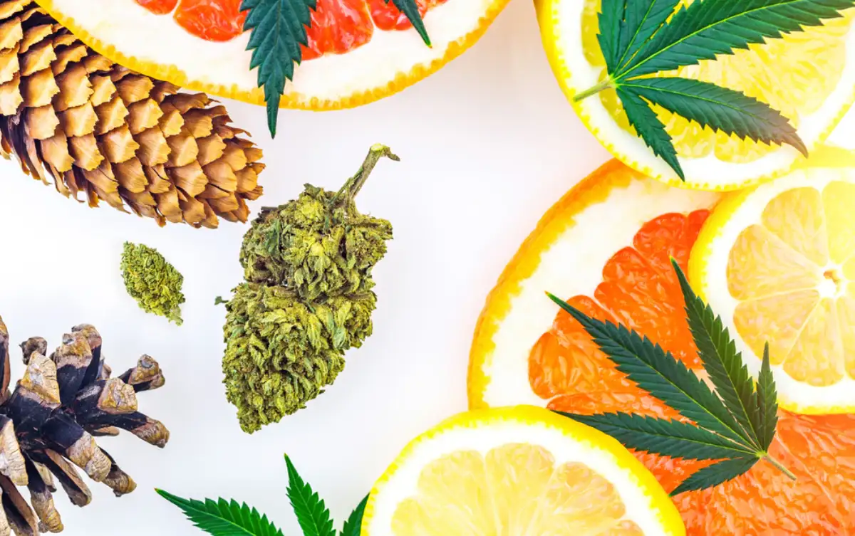 Cannabis terpenes concept with Marijuana bud lemons grapefruit leafs and pine cones