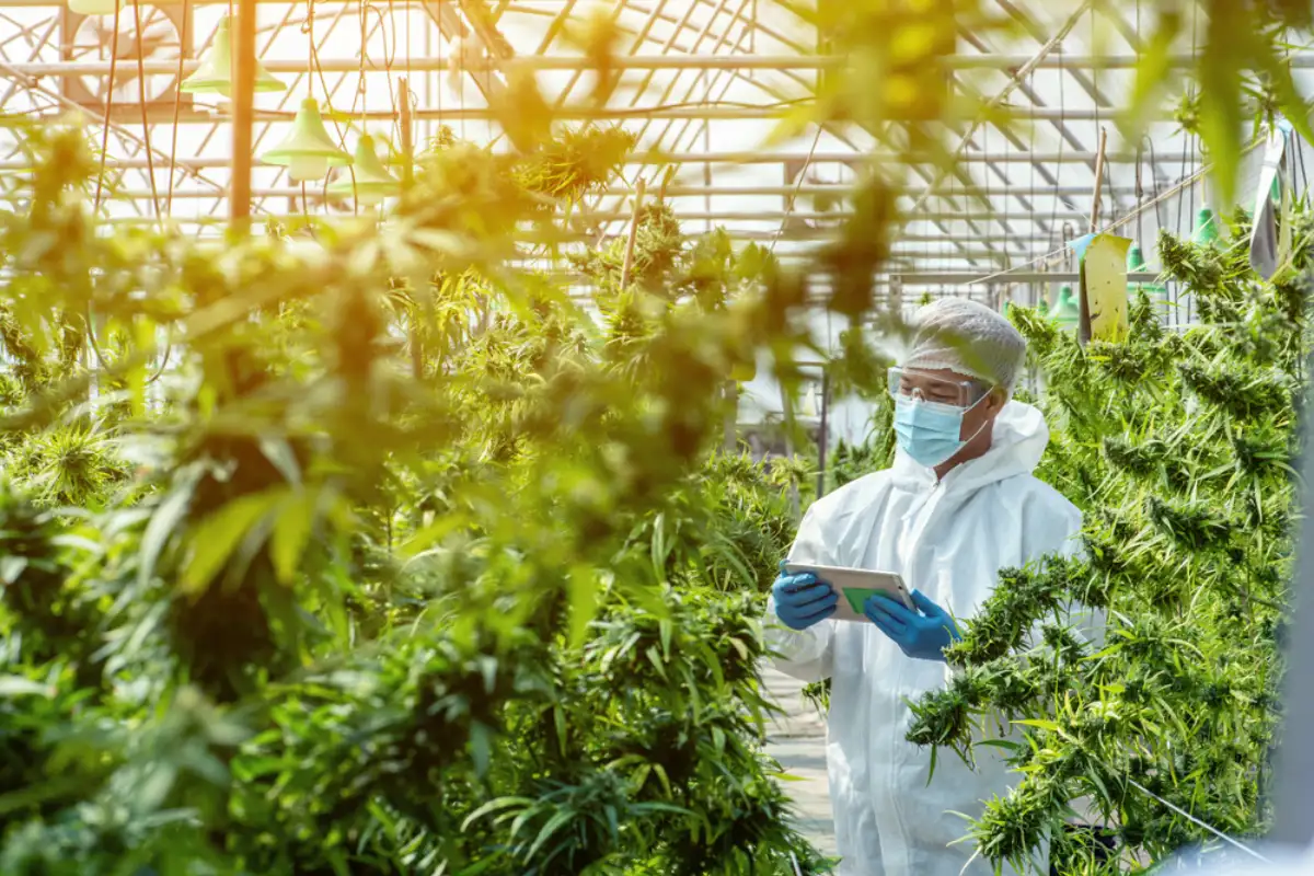 A cannabis dispensary (2)