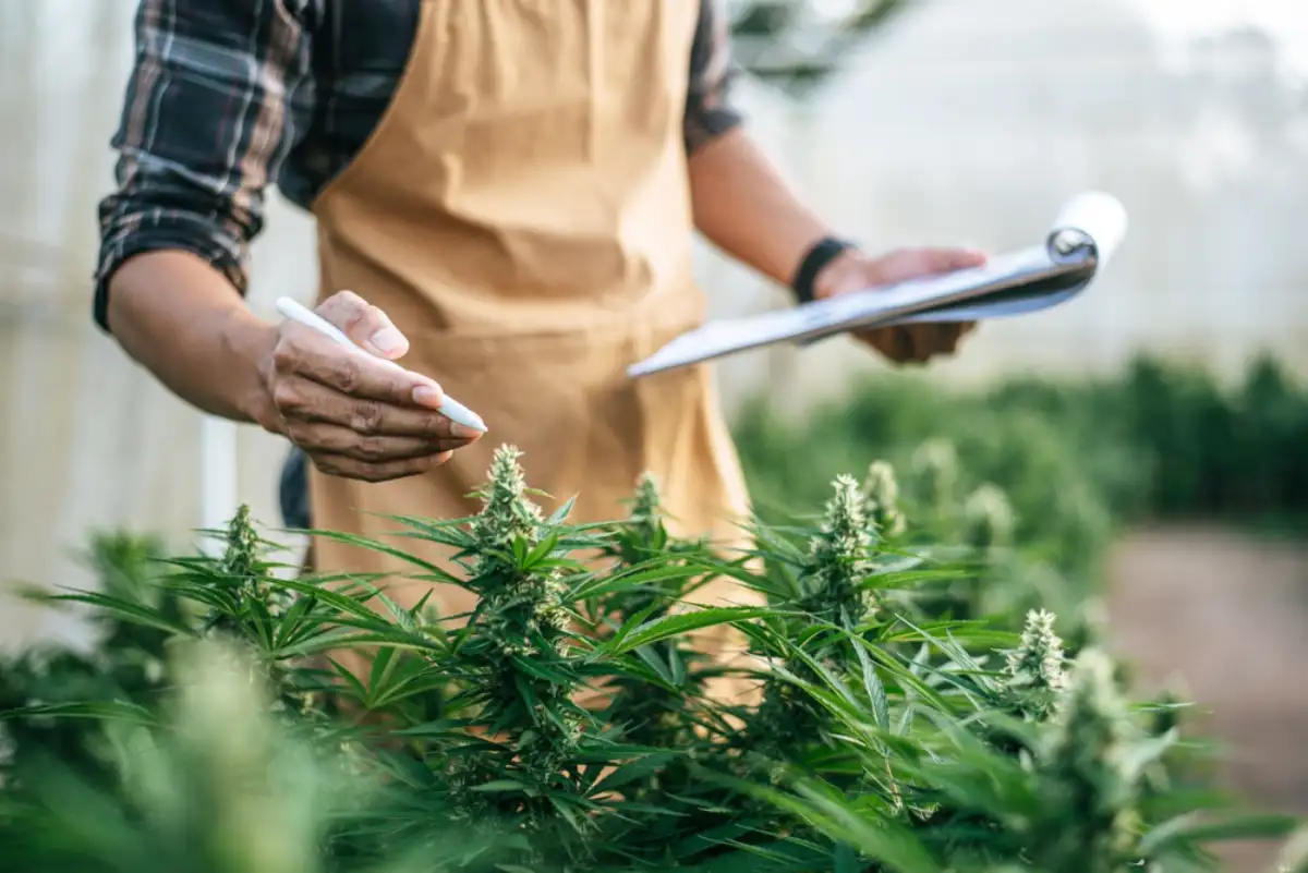 Asian man marijuana