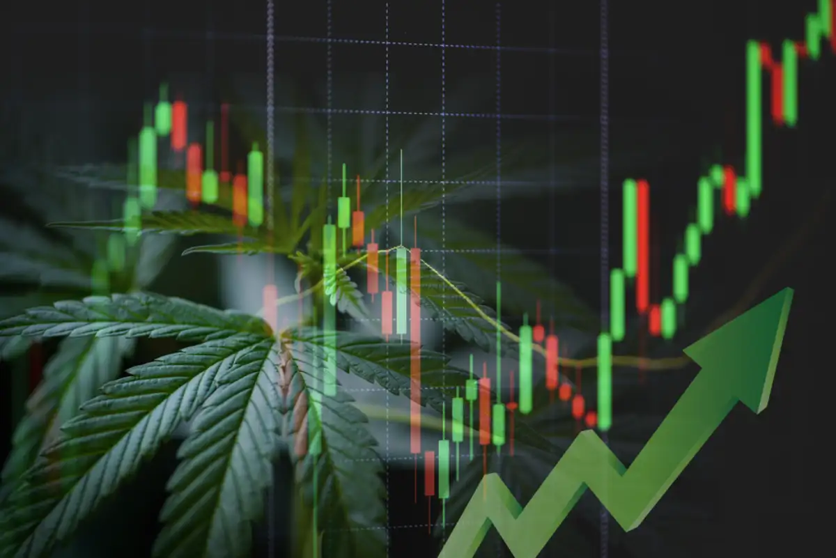 Cannabis business with marijuana leaves and stock graph charts on stock market exchange