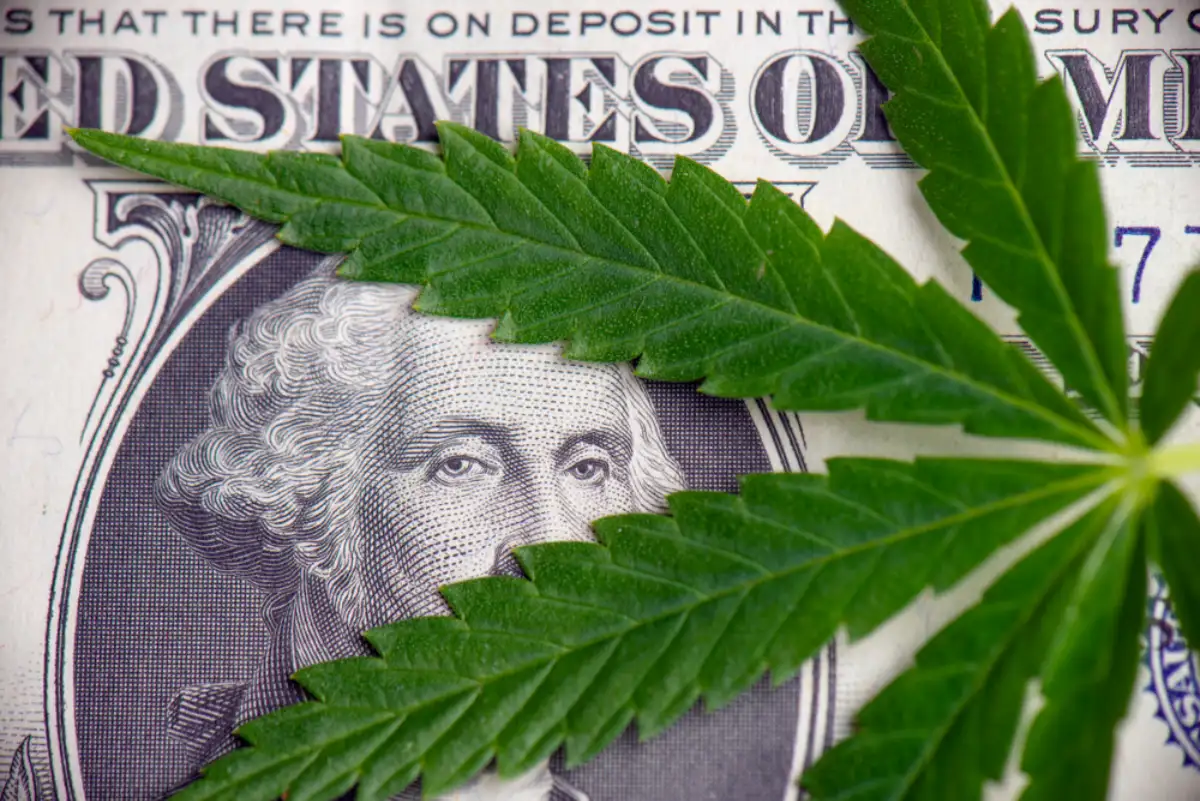 Detail of cannabis leaf over