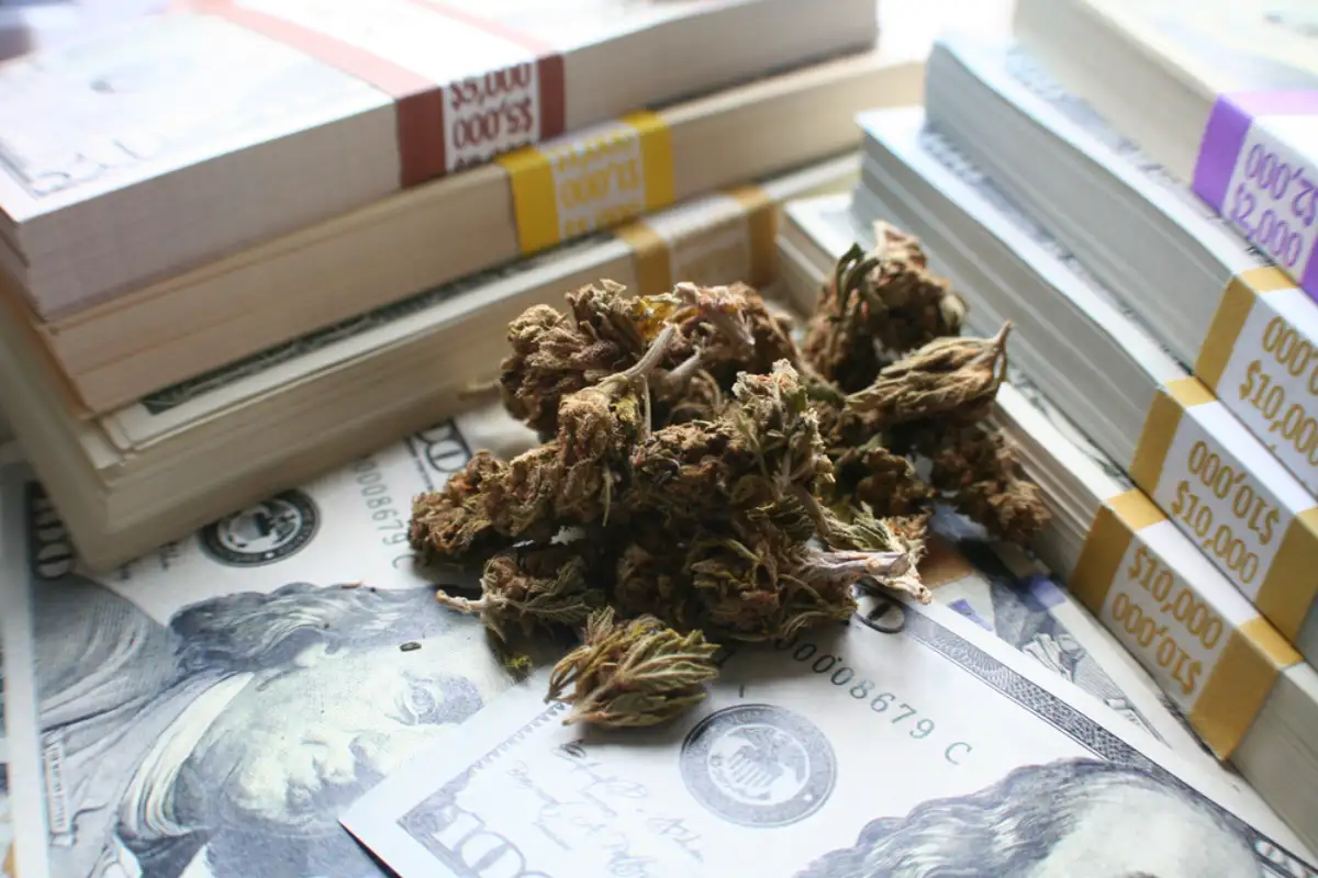 Marijuana ( Cash Crop ) High Quality