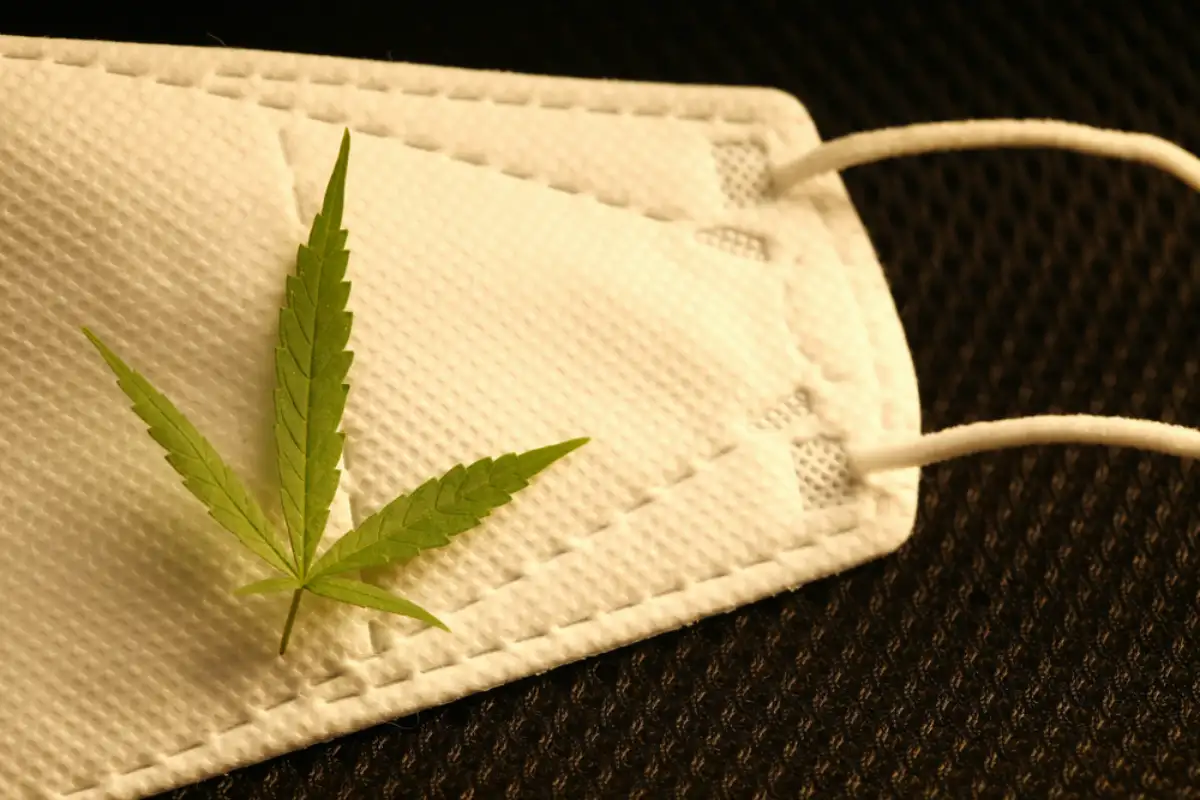 Young hemp leafs put on white mask